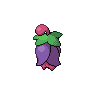 체리꼬